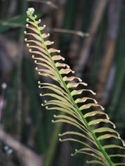 Blechnum orientale