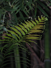 Blechnum orientale