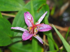 Tricyrtis formosana