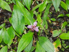 Tricyrtis formosana