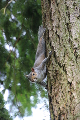Sciurus carolinensis