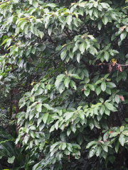 Saurauia tristyla oldhamii