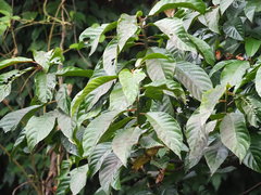 Saurauia tristyla oldhamii
