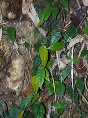 Ficus sarmentosa nipponica