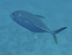 Caranx papuensis