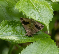 Bastilla joviana