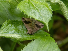 Bastilla joviana