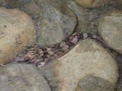 Gobiomorphus huttoni