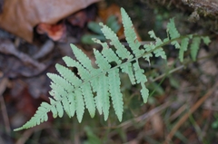 Deparia