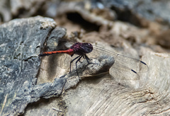 Trithemis lilacina