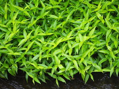 Commelina diffusa