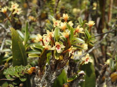 Maxillaria brevifolia