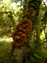 Hypocreopsis rhododendri