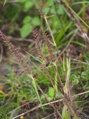 Dinebra retroflexa