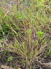 Dinebra retroflexa