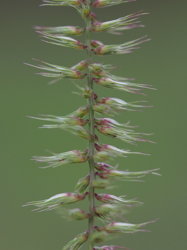 Cats Tail Vlei Grass (Dinebra retroflexa)