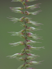 Dinebra retroflexa