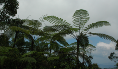 Sphaeropteris glauca