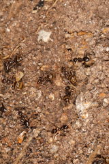 Nylanderia steinheili