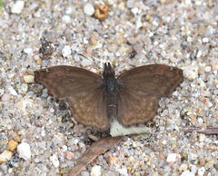 Anisochoria sublimbata