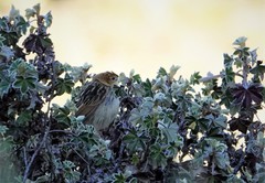Cisticola lugubris