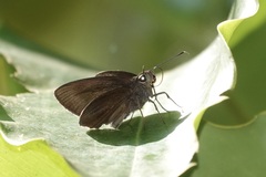 Ancistroides nigrita