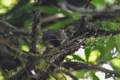 Syndactyla subalaris