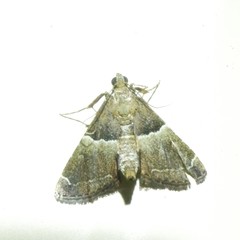 Persicoptera compsopa