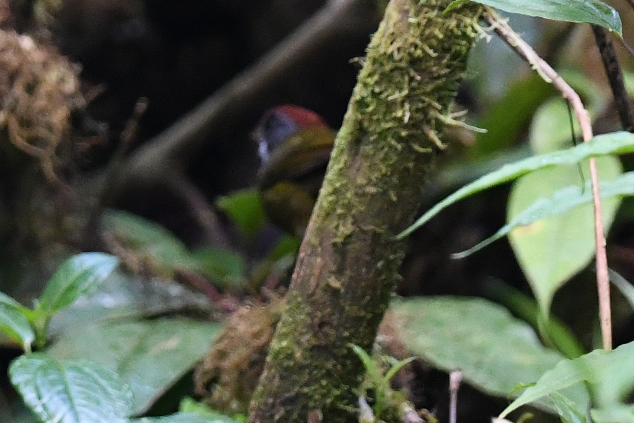 Sooty-faced Finch (Arremon crassirostris), photo 10