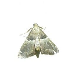 Persicoptera compsopa