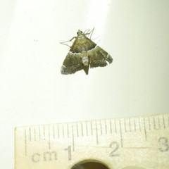 Persicoptera compsopa