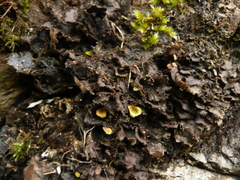 Sticta canariensis