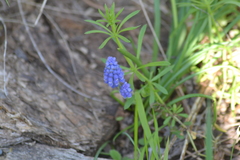 Muscari botryoides