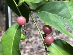 Glycosmis trifoliata