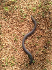 Afrotyphlops lineolatus