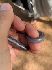 Afrotyphlops lineolatus