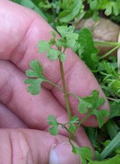 Pterostegia drymarioides