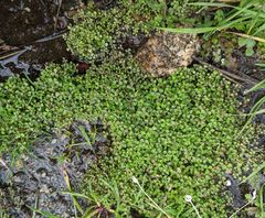 Pterostegia drymarioides