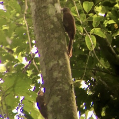 Xiphorhynchus guttatus