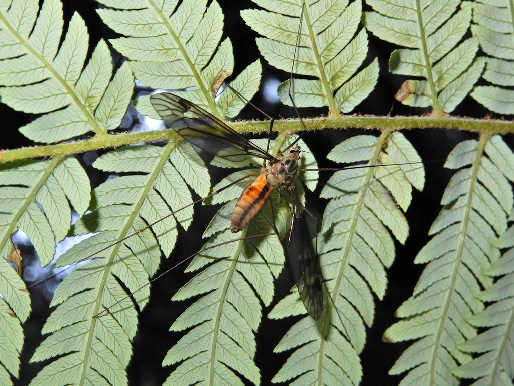 Leptotarsus rufiventris