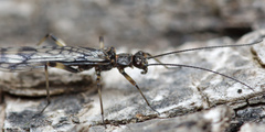 Zapada