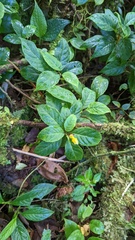 Burmeistera parviflora