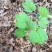 photo of European Gooseberry (Ribes uva-crispa)