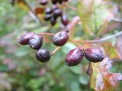 Viburnum ellipticum