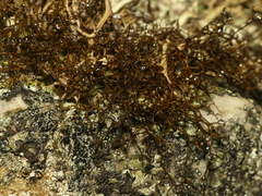 Bryocaulon divergens