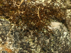 Bryocaulon divergens