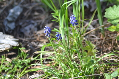 Muscari botryoides