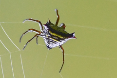 Micrathena crassa