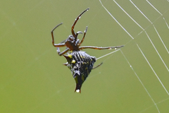 Micrathena crassa