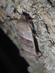 Eupsilia devia